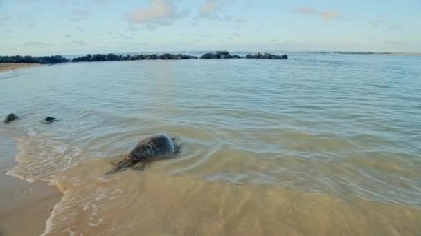 Sea Turtle Beautiful Tropical Beach Sunset Stock Footage — Stock Video