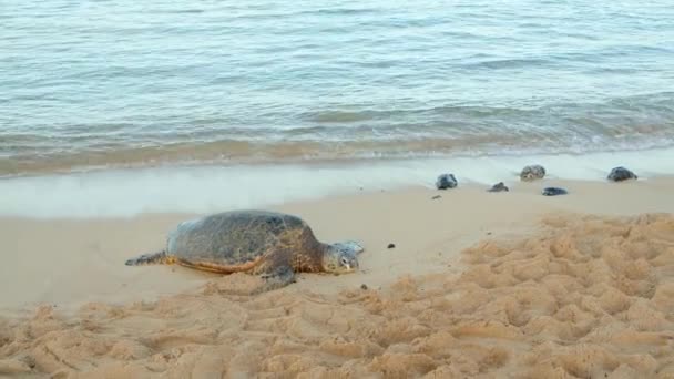 Havssköldpadda Hawaii Stranden Vid Solnedgången Stockfilm — Stockvideo