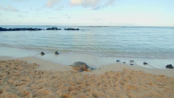 Tengeri Teknős Hawaii Strand Naplementekor Állomány Felvételek — Stock videók