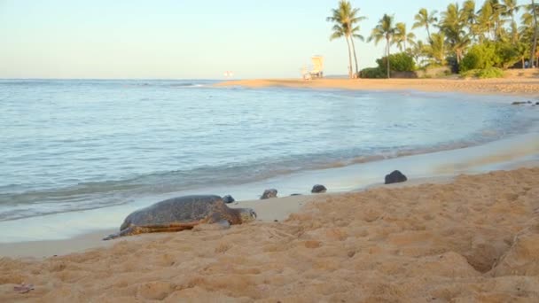 Żółw Morski Poipu Plaży Koloa Zachodzie Słońca Hawaje — Wideo stockowe