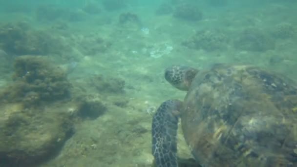 Meeresschildkröte Unter Wasser Nahaufnahme Zeitlupe — Stockvideo