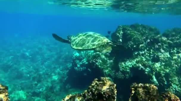 Tartaruga Marinha Nadando Oceano Submarino Recife Coral Câmera Lenta — Vídeo de Stock