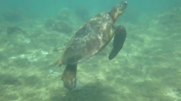 Sea Turtle Underwater Ocean Close Slow Motion — Stock Video