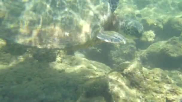 Sea Turtle Underwater Ocean Close Slow Motion — Stock Video