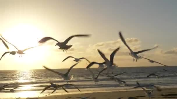 Gaviotas Playa Atardecer Seguimiento Disparo — Vídeo de stock