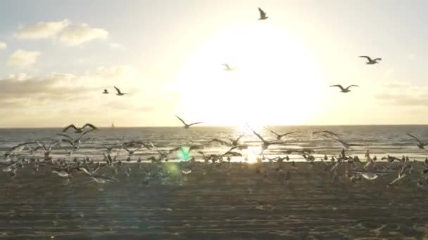 Gaviotas Playa Atardecer Seguimiento Disparo — Vídeo de stock