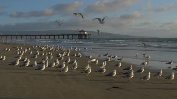 Seagulls Beach Sunset Tracking Shot — Stock Video