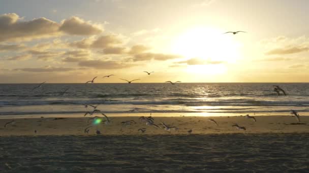 Gaviotas Playa Atardecer Seguimiento Disparo — Vídeos de Stock