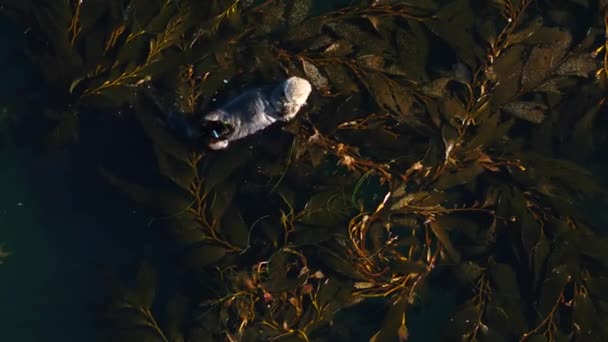 Lontras Foca Brincando Algas Por Drone Aéreo — Vídeo de Stock