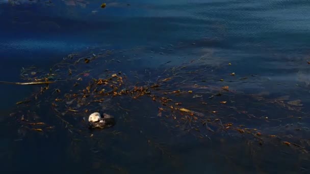空中ドローンで昆布で遊ぶアザラシのカワウソ — ストック動画
