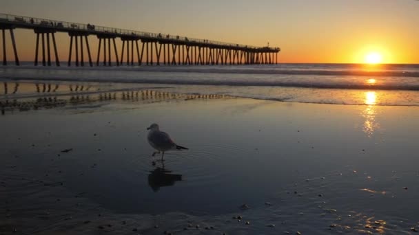 Meeuwen Het Strand Bij Zonsondergang Tracking Shot — Stockvideo