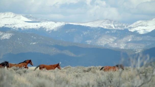 Caballos Salvajes Las Montañas Cámara Lenta Paisaje Cinematográfico — Vídeos de Stock