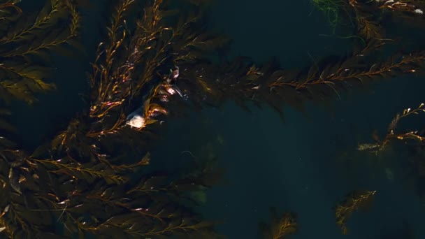 Seal Otters Playing Kelp Aerial Drone — Stock Video