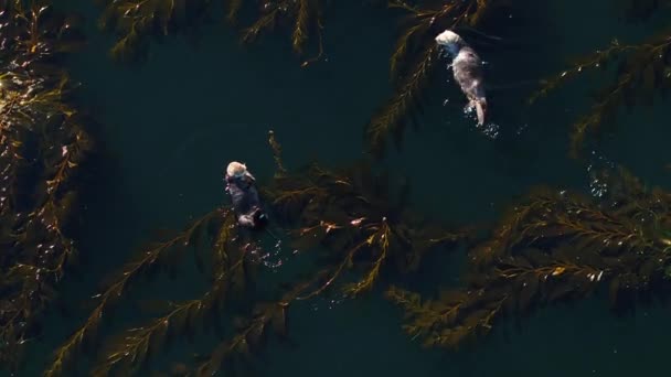用空中无人驾驶飞机在海藻中嬉戏的海豹水獭 — 图库视频影像