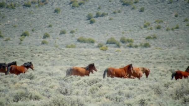 Caballos Salvajes Corriendo Camino Montaña Cámara Lenta — Vídeo de stock