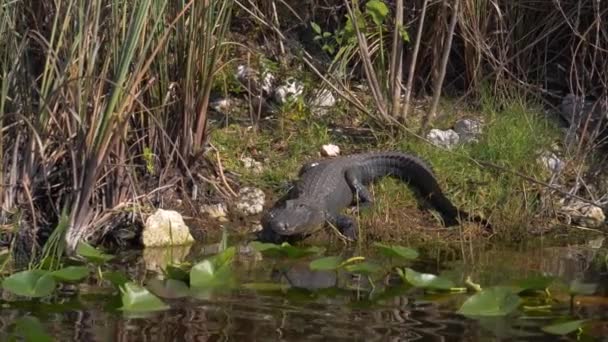 Jong Alligator Oevers Van Everglades Moeras Slow Motion — Stockvideo