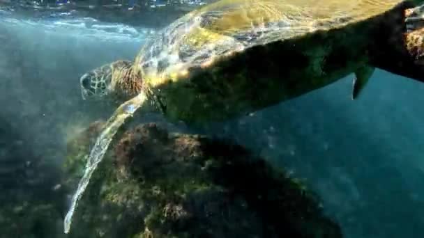 Van Dichtbij Met Een Zeeschildpad Het Oceaankoraalrif Slow Motion — Stockvideo