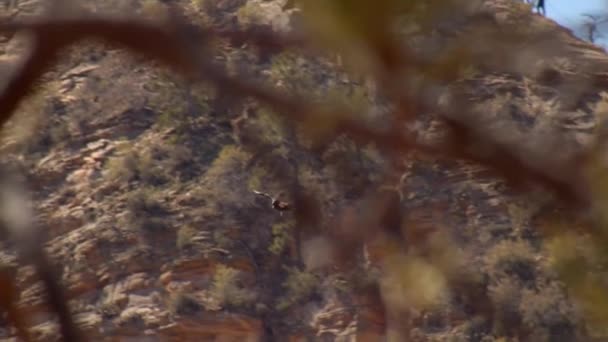 Slow Motion Sällsynta Kalifornien Kondor Flyger Genom Öknen Canyon — Stockvideo