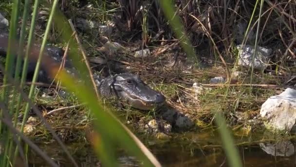 Junger Alligator Ufer Der Everglades Sumpft Zeitlupe — Stockvideo