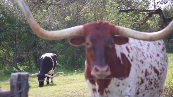 在一个绿色牧场追踪镜头中间的牦牛 — 图库视频影像