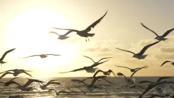 日落时海滩上的海鸥追踪镜头 — 图库视频影像