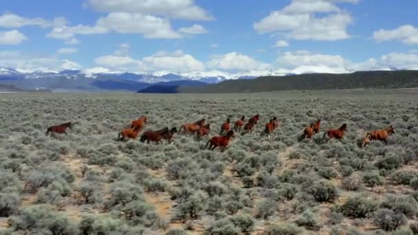 Cavalos Selvagens Galopando Através Campo Câmera Lenta Com Poeira — Vídeo de Stock