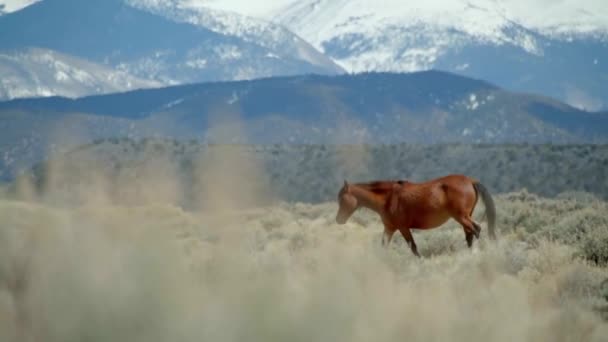 Cavalos Selvagens Estrada Montanha Câmera Lenta Cinemática — Vídeo de Stock
