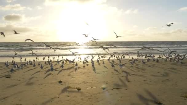 Meeuwen Het Strand Bij Zonsondergang Tracking Shot — Stockvideo