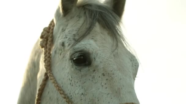 Cavalos Brancos Olhos Close Tiro — Vídeo de Stock