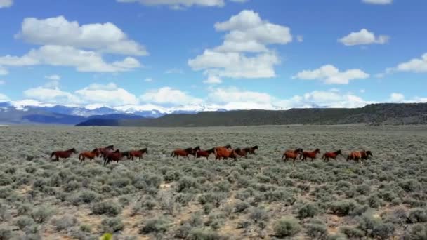 Wild Horses Running Mountains Slow Motion — Stock Video