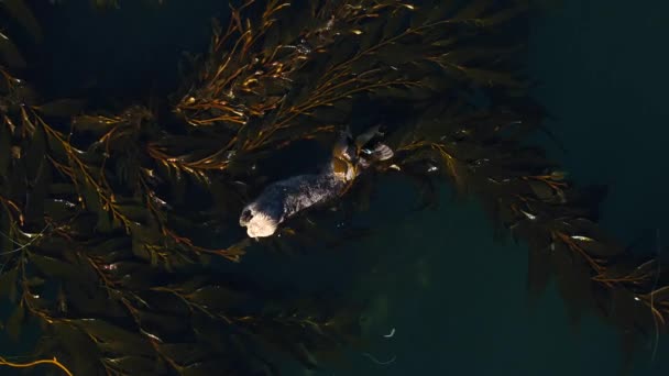 Zeehond Otters Spelen Kelp Door Antenne Drone — Stockvideo