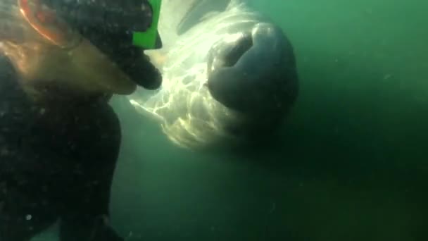 Frau Unter Wasser Küsst Seekuh Nahaufnahme — Stockvideo