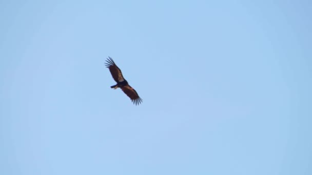 Slow Motion California Condor Vliegen Boven Bomen Dag Zonnige Hemel — Stockvideo