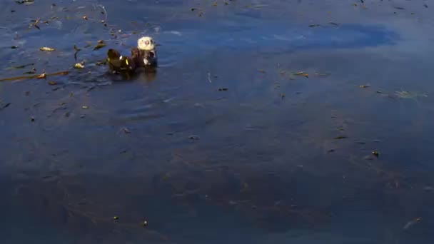 Zeehond Otters Spelen Kelp Door Antenne Drone — Stockvideo