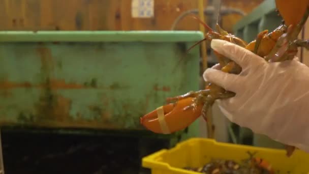 Istakozlar Kaynatılmaya Hazır Deniz Ürünleri Pişiriliyor — Stok video