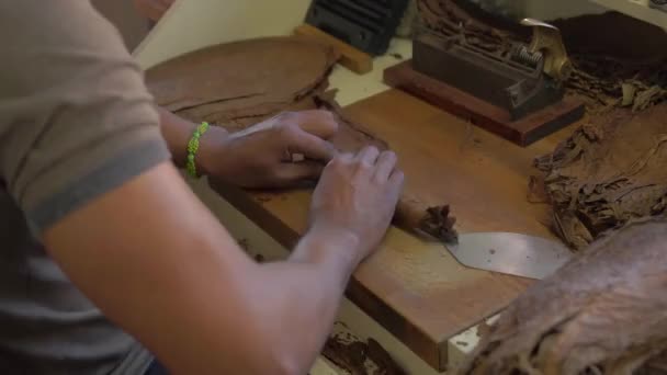 Man Hand Rullande Cigarrer Butik Torkade Tobaksblad Närbild — Stockvideo