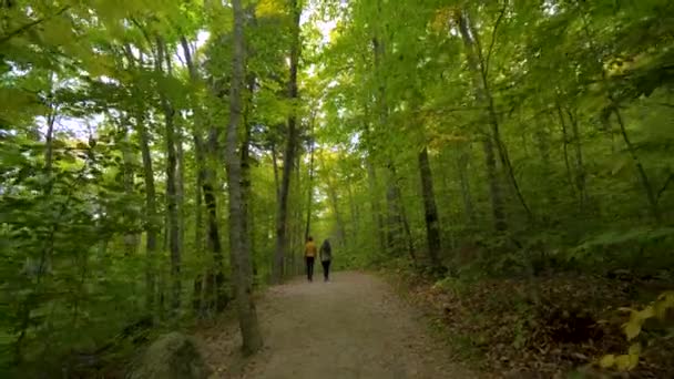 아름다운 삼림을 하이킹하는 사람들은 의나무를 다닌다 — 비디오