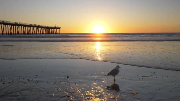 Beach Sunset Tracking Shot — Stockvideo