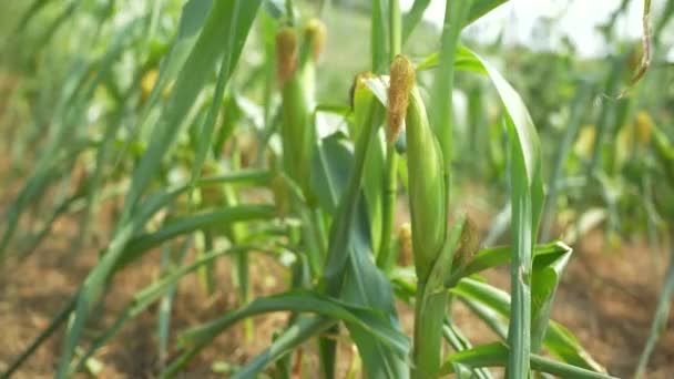 Rows Corn Stalks Close — Stock Video