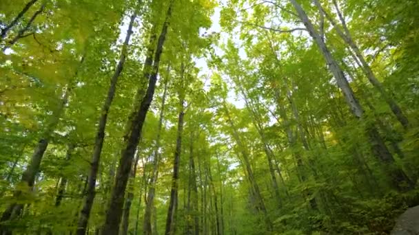 美しい森の中の背の高い木サンレンズフレアは森の荒野を残し — ストック動画