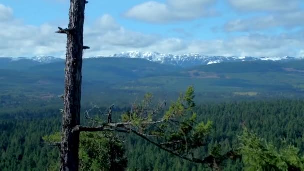 Forêt Île Vancouver Par Drone Aérien — Video