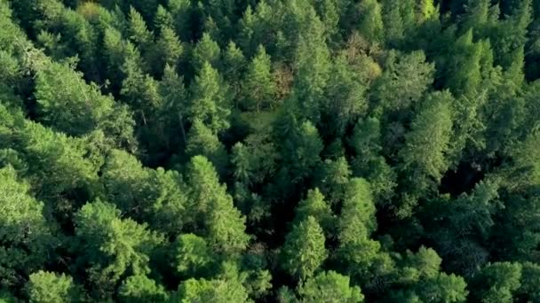 Inselwald Drohne Aus Der Luft Überfliegen — Stockvideo