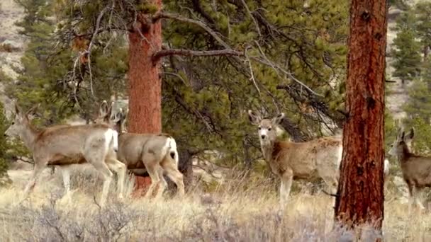 森林中的鹿科动物正与慢动作野生动物紧密相连 — 图库视频影像