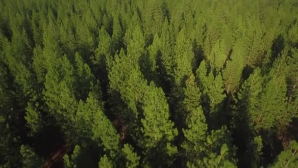 Drone Shot Green Tree Tops Oregon Forest — Stock Video