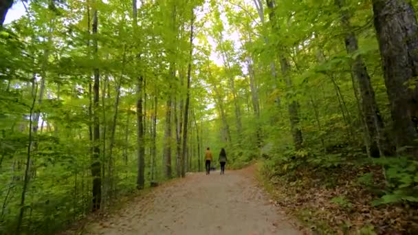 Wandelaars Prachtige Staat Bos Wandelaars Bossen Bomen Natuur — Stockvideo