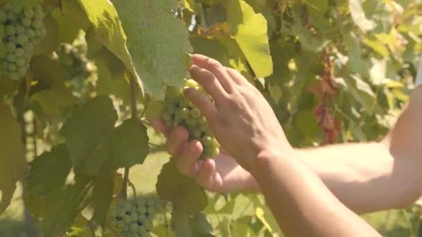 Homem Mulher Tocar Uvas Verdes Nas Mãos Videira Câmera Lenta — Vídeo de Stock