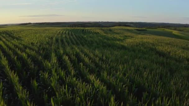 Kırsal Tarım Arazisinin Orta Batı Buğday Tarlaları — Stok video