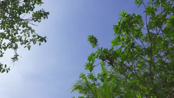 Mono Saltando Árbol Árbol Seguimiento Disparo — Vídeos de Stock