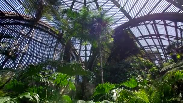 Botaniska Trädgården Vid Balboa Park — Stockvideo