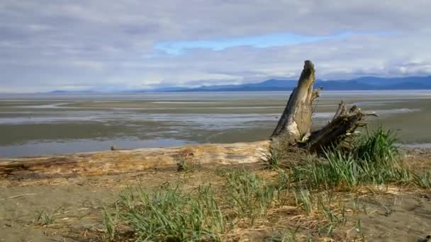 Isla Vancouver Plano Seguimiento Disparo — Vídeo de stock